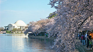 （写真）ワシントンDCポトマック河畔の桜