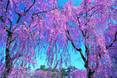 (�ʐ^���g�傷��)