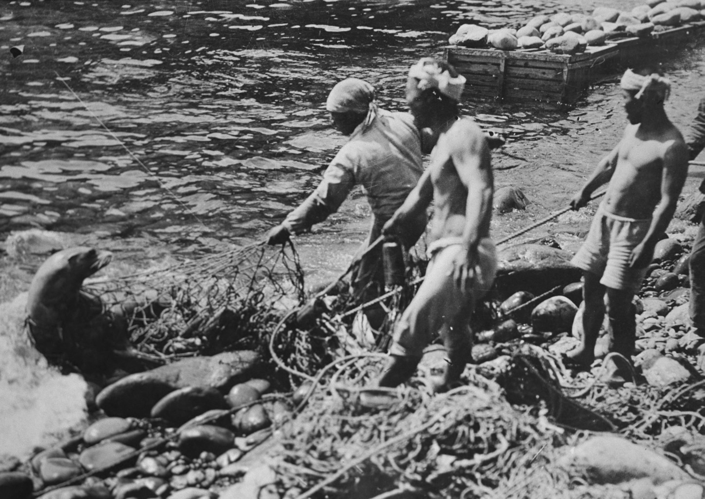 竹島でのあしかの様子(写真提供：島根県竹島資料室個人所蔵)