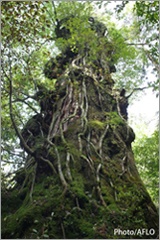 yakushima