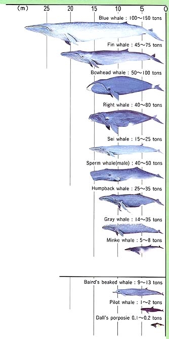(Image) Whale species and their management