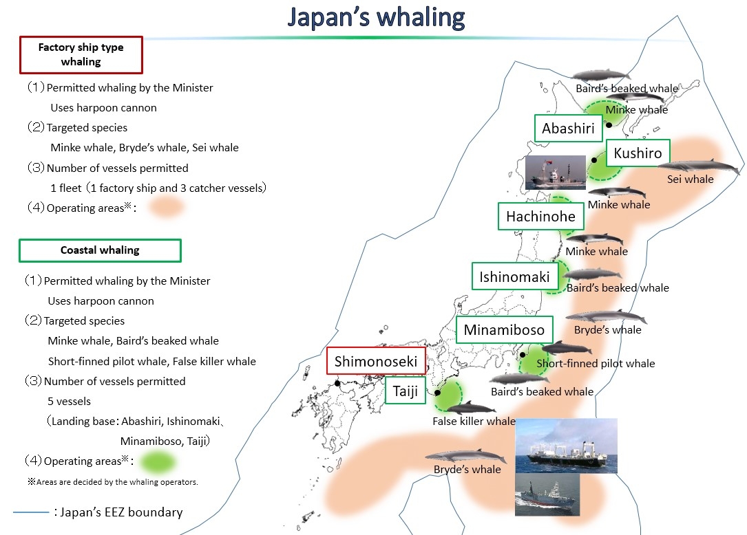(image) Japan's whaling Factory ship type whaling (1) Permitted whaling by the Minister Uses harpoon cannon (2) Targeted species Minke whalem Bryde’s whale, Sei whale (3) Number of vessels permitted 1 fleet (1 factory ship and 3 catcher vessels) (4) Operating areas(Note): Shimonoseki
Coastal whaling (1) Permitted whaling by the Minister Uses harpoon cannon (2) Targeted speciese Minke whale, Baird’s breaked whlale Short-finned pilot whale, False killer whlae (3) Number of vessels permitted 5 vessels (Landing base: Abashiri, Ishinomaki, Minamiboso, Taiji) (4) Operating areas(Note): Abashiri, Kushiro, Hachinohe, Ishinomaki, Minamiboso, Taiji (Note)Areas are decided by the whaling operations. Japan’s EEZ boundary