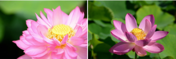 (Photo6) Comparison photo