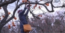 （Photo）Produce from Fukushima back on market as controls guarantee safety (Euronews)