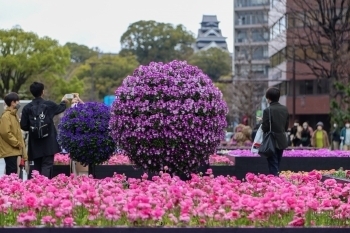 (photo 11) Large flower bed supervised by Mr. Nicolai Bergmann