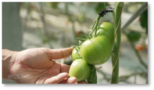 Rediscovering the best of Fukushima’s local produce through innovation