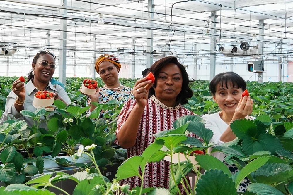 Participants experienced the harvesting of strawberries