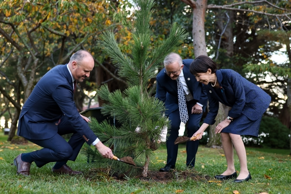 Prime Minister Takaichi planting a Japanese black pine