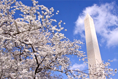 (写真)日米桜フェスティバルの開催