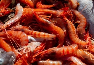(写真3)特産の赤海老