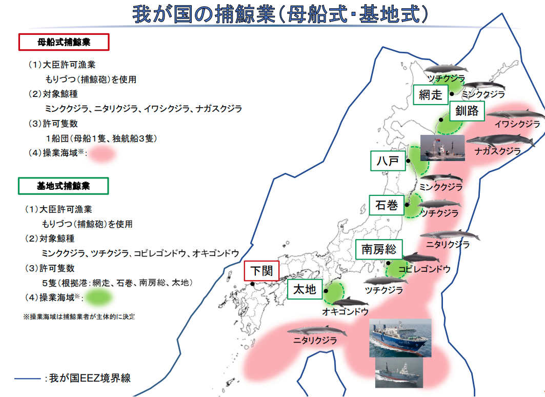 (画像)我が国の捕鯨業(母船式・小型(基地式)) 母船式捕鯨業 (1)大臣許可漁業 もりづつ(捕鯨砲)を使用 (2)対象鯨種 ミンククジラ、ニタリクジラ、イワシクジラ (3)許可隻数 1船団(母船1隻、独航船3隻) (4)操業海域(注):下関 小型捕鯨業(基地式捕鯨業) (1)大臣許可漁業 もりづつ(捕鯨砲)を使用 (2)対象鯨種 ミンククジラ、ツチクジラ、マゴンドウ、オキゴンドウ (3)許可隻数 5隻(根拠港:網走、石巻、南房総、太地) (4)操業海域(注):網走・釧路・八戸・石巻・南房総・太地 (注)操業海域は捕鯨業者が主体的に決定