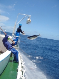 (写真1)かつおが釣れた様子