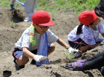地元小学校児童の定植会の様子