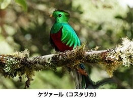 ケツァール（コスタリカ）