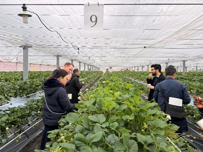 苺栽培施設でイチゴ狩りをしている様子