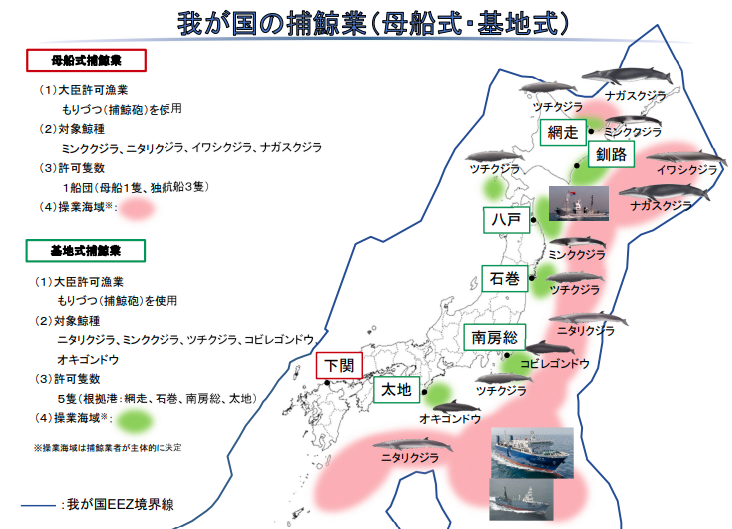 （画像）我が国の捕鯨業（母船式・小型（基地式））  母船式捕鯨業 （1）大臣許可漁業 　もりづつ（捕鯨砲）を使用 （2）対象鯨種 　ミンククジラ、ニタリクジラ、イワシクジラ （3）許可隻数 　1船団（母船1隻、独航船3隻） （4）操業海域（注）：下関  小型捕鯨業（基地式捕鯨業） （1）大臣許可漁業 　もりづつ（捕鯨砲）を使用 （2）対象鯨種 　ミンククジラ、ツチクジラ、マゴンドウ、オキゴンドウ （3）許可隻数 　5隻（根拠港：網走、石巻、南房総、太地） （4）操業海域（注）：網走・釧路・八戸・石巻・南房総・太地  （注）操業海域は捕鯨業者が主体的に決定