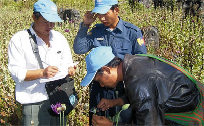 UNODCによるミャンマーにおけるケシの不正栽培の調査状況（写真提供：UNODC）