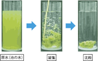 《コラム》水浄化剤を使用すると、水がきれいな状態に