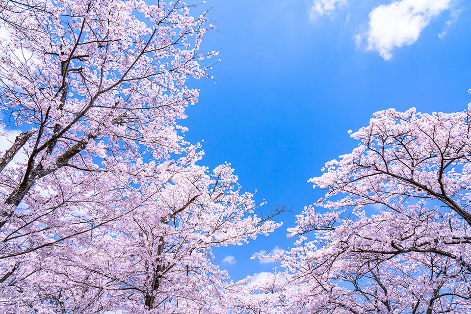 （写真）日本の春を彩る桜