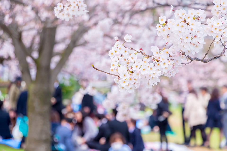 （写真）古来から続く春の風物詩「花見」 2