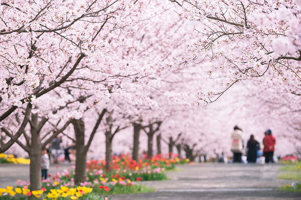 （写真）古来から続く春の風物詩「花見」 3