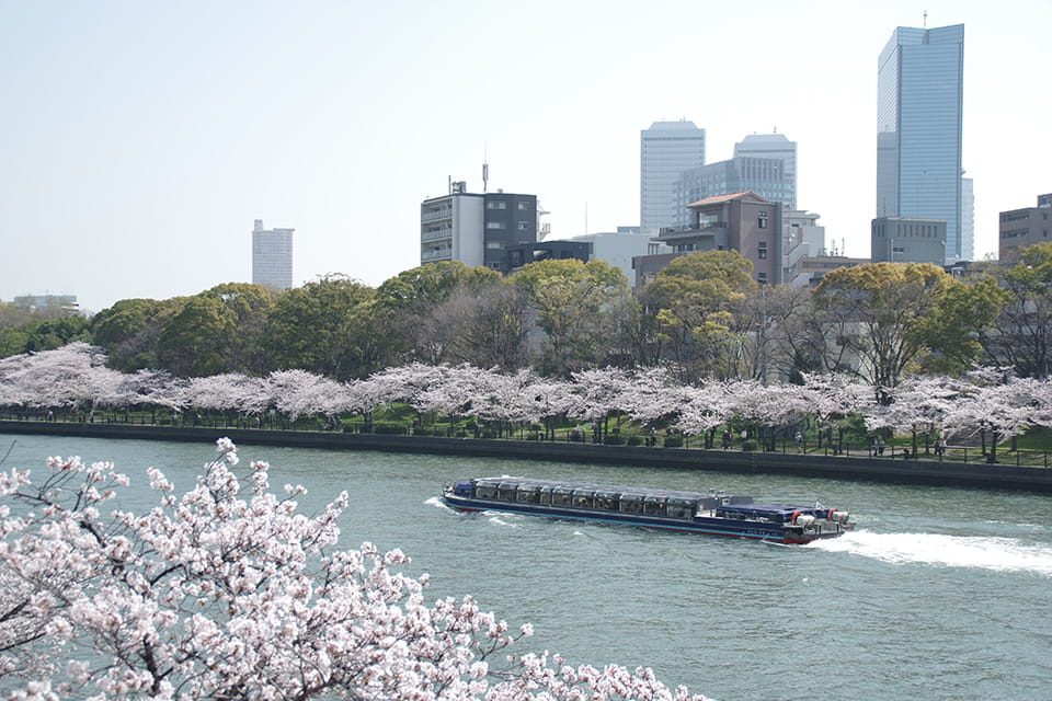 （写真）日本の春を彩る桜