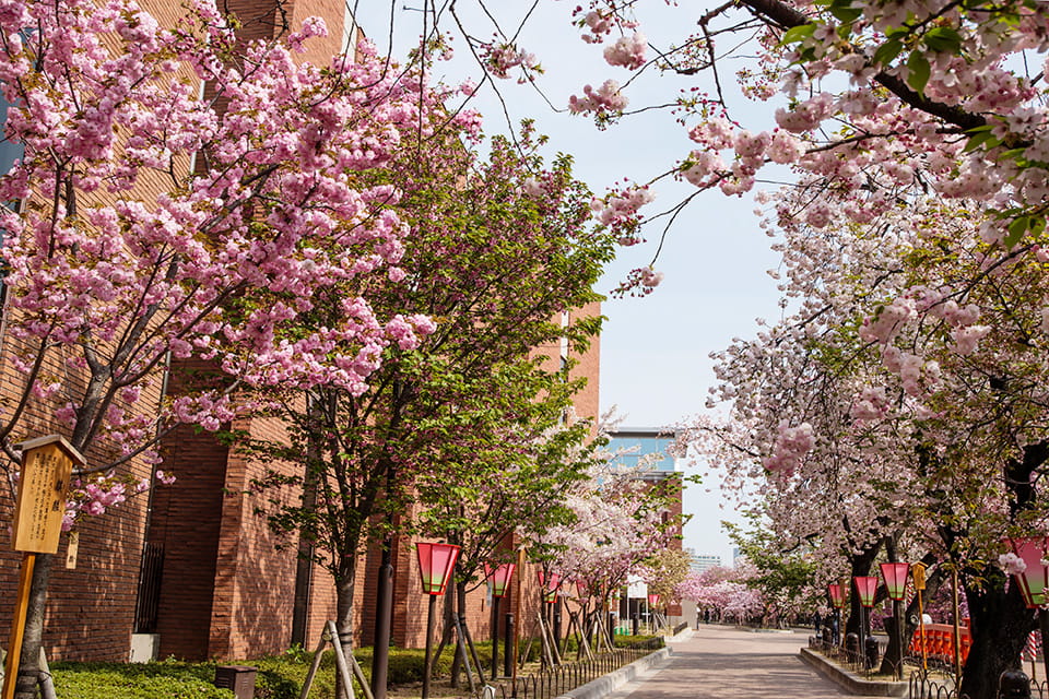 （写真）水都・大阪で楽しむ桜 2