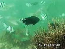 画面