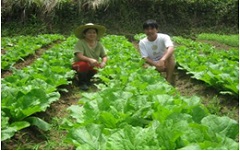 (写真）有機野菜栽培
