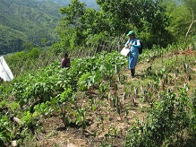 (写真）傾斜地でタロイモや豆類等を生産