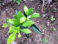 植え付けられて間もない温州みかんの写真