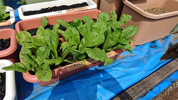 （写真1）下水汚泥炭と水のみで育った野菜