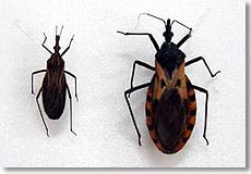 シャーガス病を媒介するサシガメ