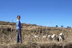 羊飼いの少年の写真
