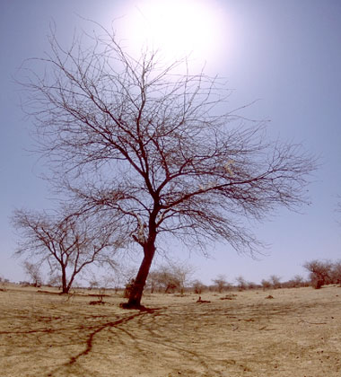 乾燥した大地の写真