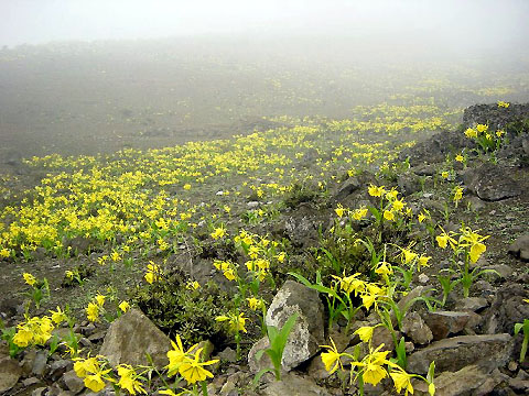 砂漠の花園”Lomas（ロマス）”の写真