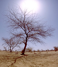 乾燥した大地の写真