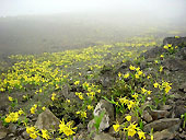 砂漠の花園”Lomas（ロマス）”の写真