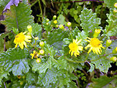 砂漠の花園”Lomas（ロマス）”の写真
