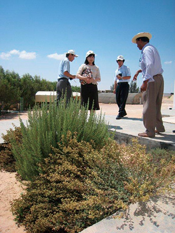 国立乾燥地研究所にて現地薬用植物を調査（写真：JICA）