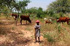 以前は荒廃地だった新しい放牧地で家畜の世話をする夏休み中の男の子(写真:大山修一)