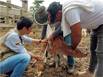 コロンビアにて、SATREPSの一環で、デジタルプラットフォームを活用した子牛（肉牛）の発育確認を現地畜産農家に指導する日本人研究者（写真：JICA）