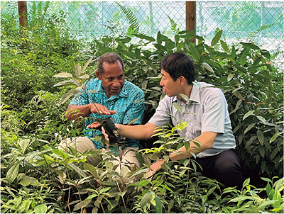 パプアニューギニアの持続的な森林経営を目指す技術協力プロジェクトにおいて、苗木栽培について話し合う森林公社職員とJICA専門家（写真：JICA）