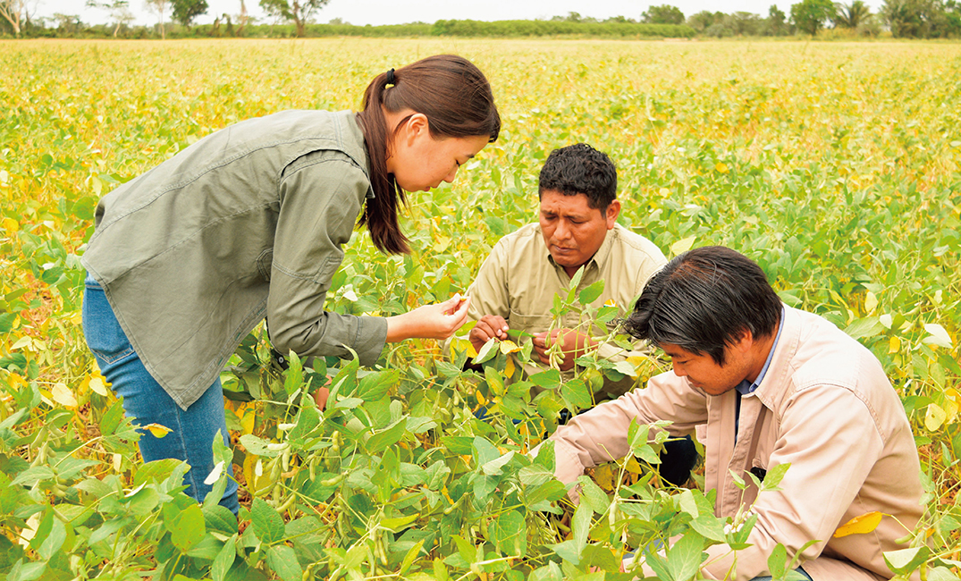ボリビアの日系人が多く暮らすオキナワ移住地において、大豆の生育調査を同僚の農業技師と行うJICA海外協力隊員（写真：JICA）