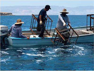 メキシコで人工漁礁「シェルナース」を沈設し、生態系機能向上効果に関する実証実験を実施（写真：海洋建設株式会社／中小企業・SDGsビジネス支援事業）