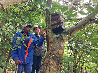 ザンビアの小規模農家に対して養蜂技術を伝える丸森町の養蜂家（JICA・草の根技術協力事業）（写真：丸森町・耕野（こうや）振興会）