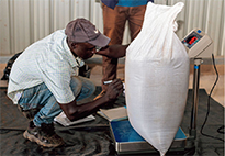 日本の商社職員がゴマ栽培地を視察し、小規模農家と協議する様子（写真：WFP）