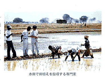 （写真）水田で田植えを指導する専門家