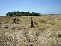 稲刈り 地表から30～40cm程度の部分を刈り取る