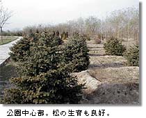 公園中心部。松の生育も良好。